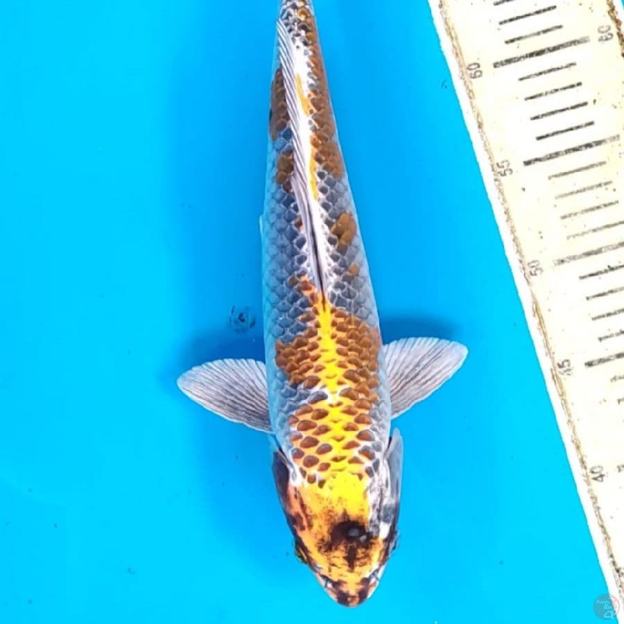 Kujaku yellow 35