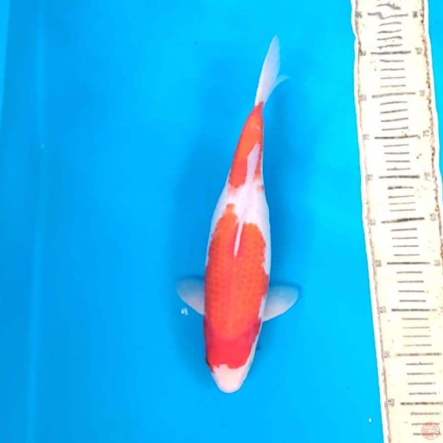 Kohaku 38