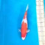 Kohaku 38