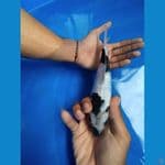 HITAM PUTIH KACA PECAH 21 CM