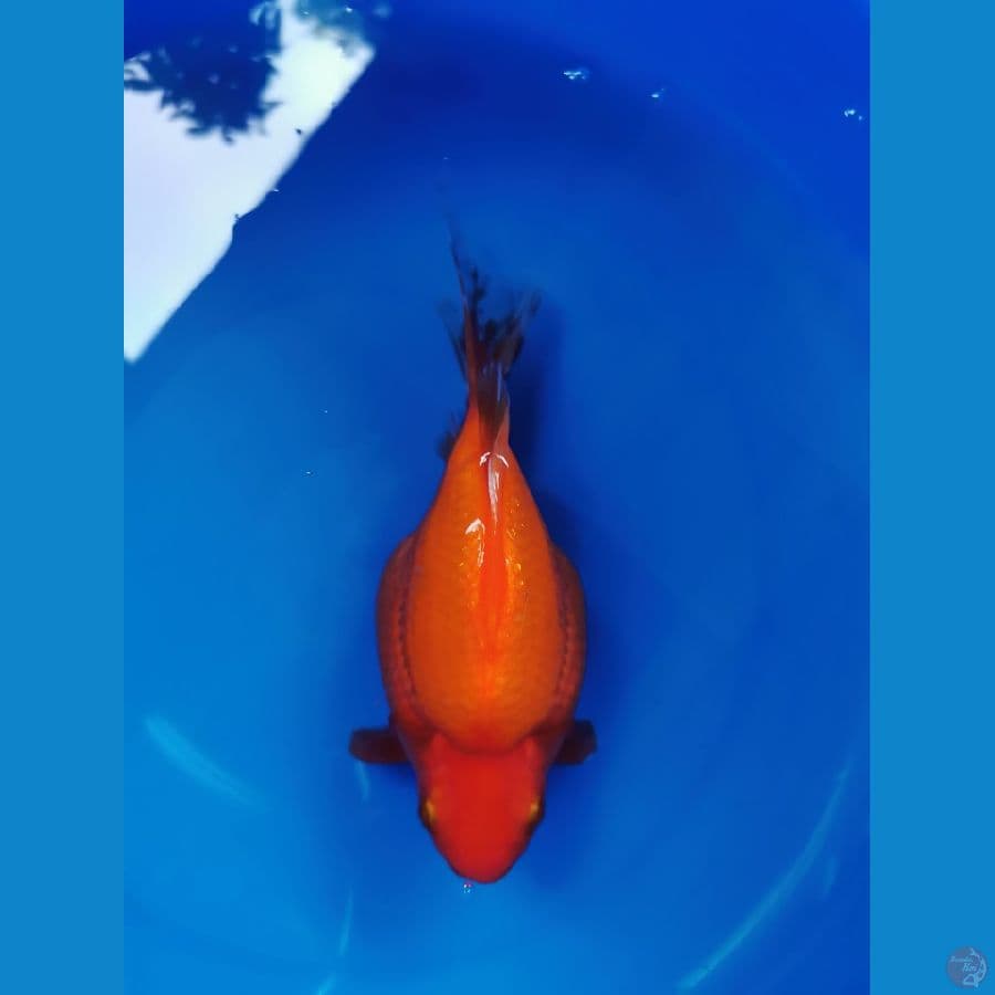 Tamasaba 25cm