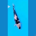 Shincan Innazuma 25Cm