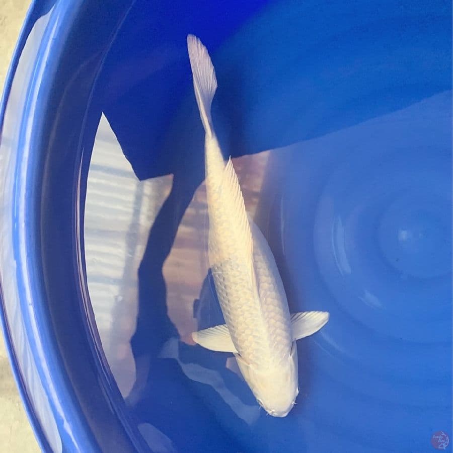 platinum putih  bersih 54cm 
