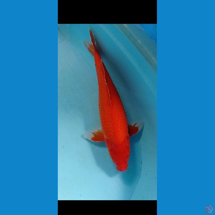 AKAHAJIRO SQ 42 CM