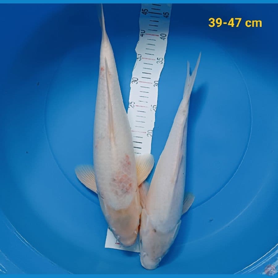 Shiromuji 39-47 cm