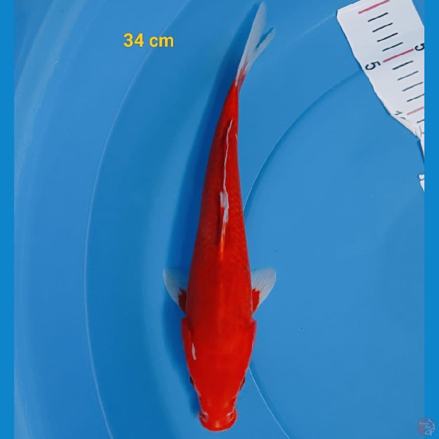 Ai Goromo 34 cm