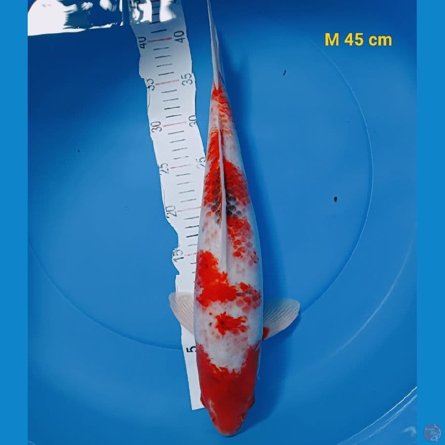 Ai Goromo male 45 cm