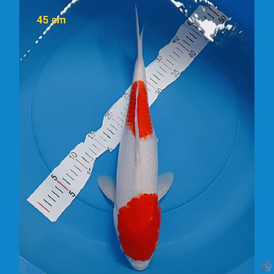 Ai Goromo fm 45 cm
