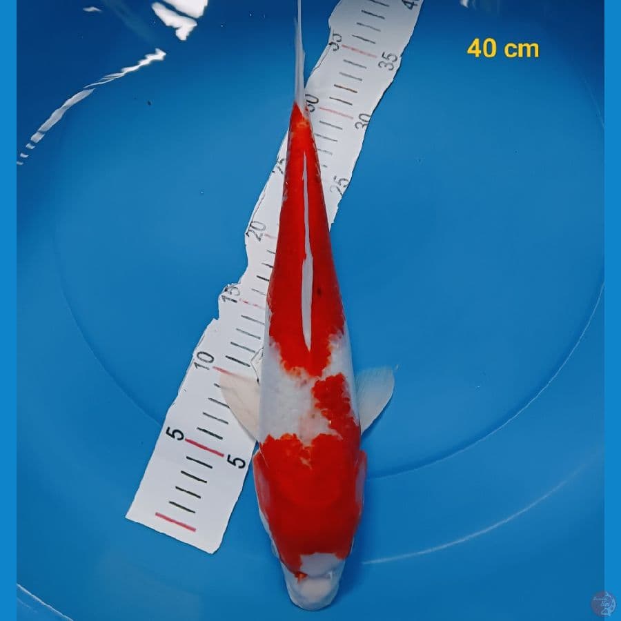 Ai Goromo 40 cm
