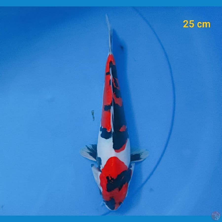 showa doit murni 25 cm
