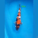 Showa 38cm