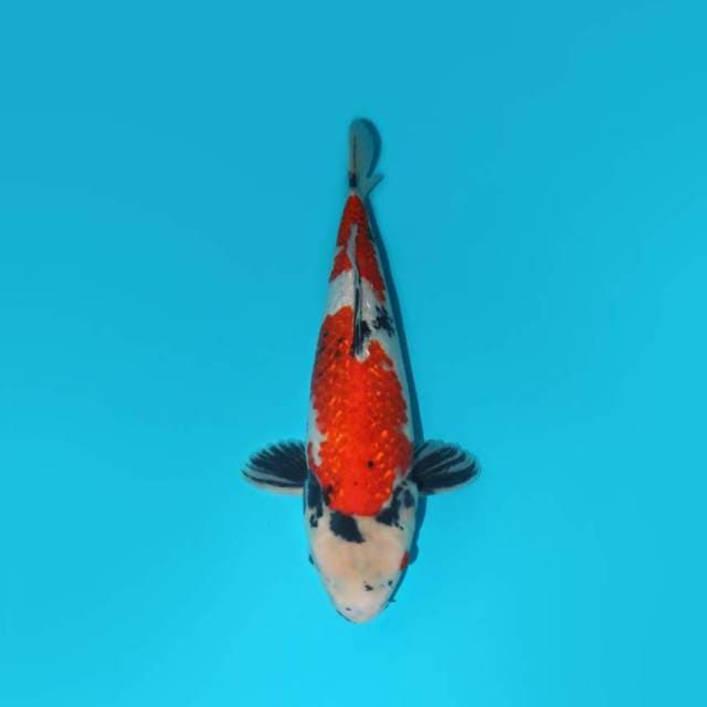 35 CM - SHOGIN