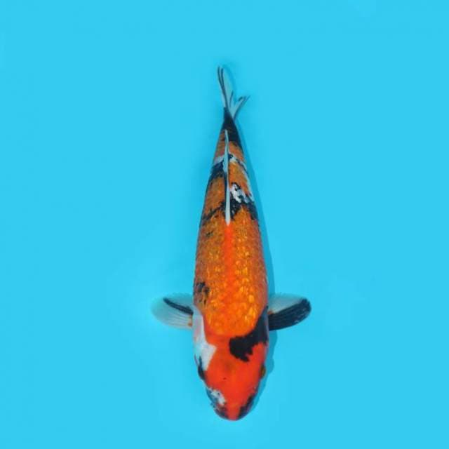 32 CM - POWER GROWTH