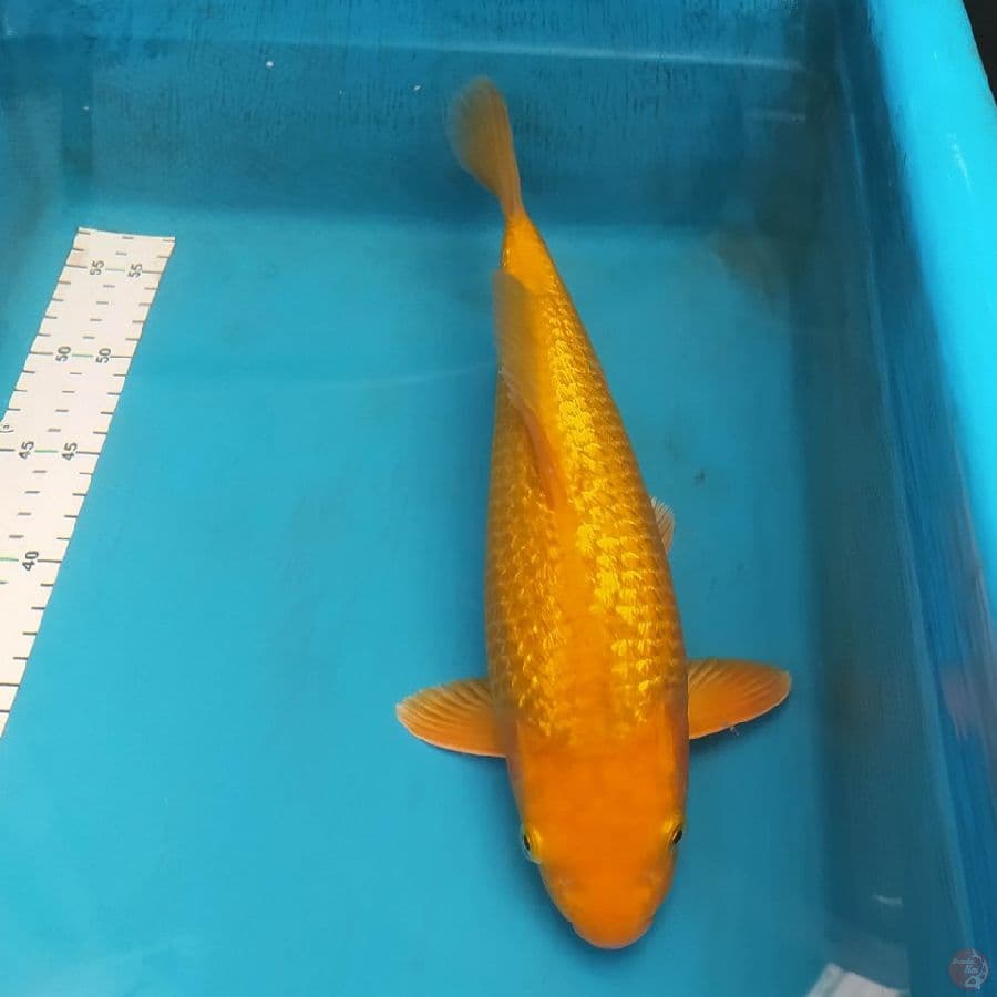 Karashi Ginlin 35BU