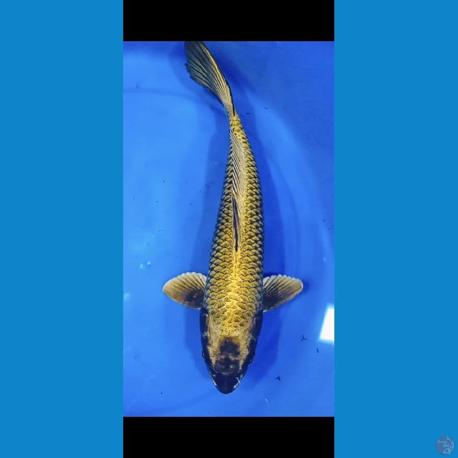Gold 30CM (M)