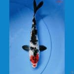 tancho showa 26 cm