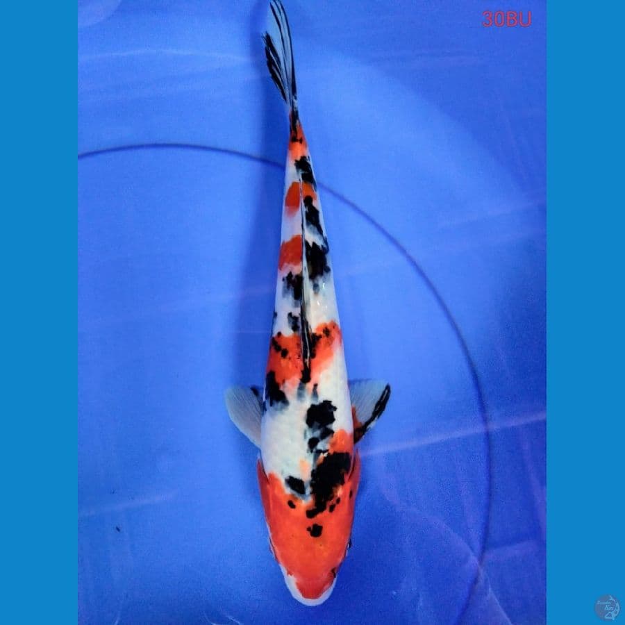 showa 30cm