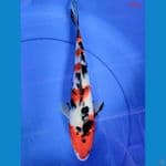 showa 30cm