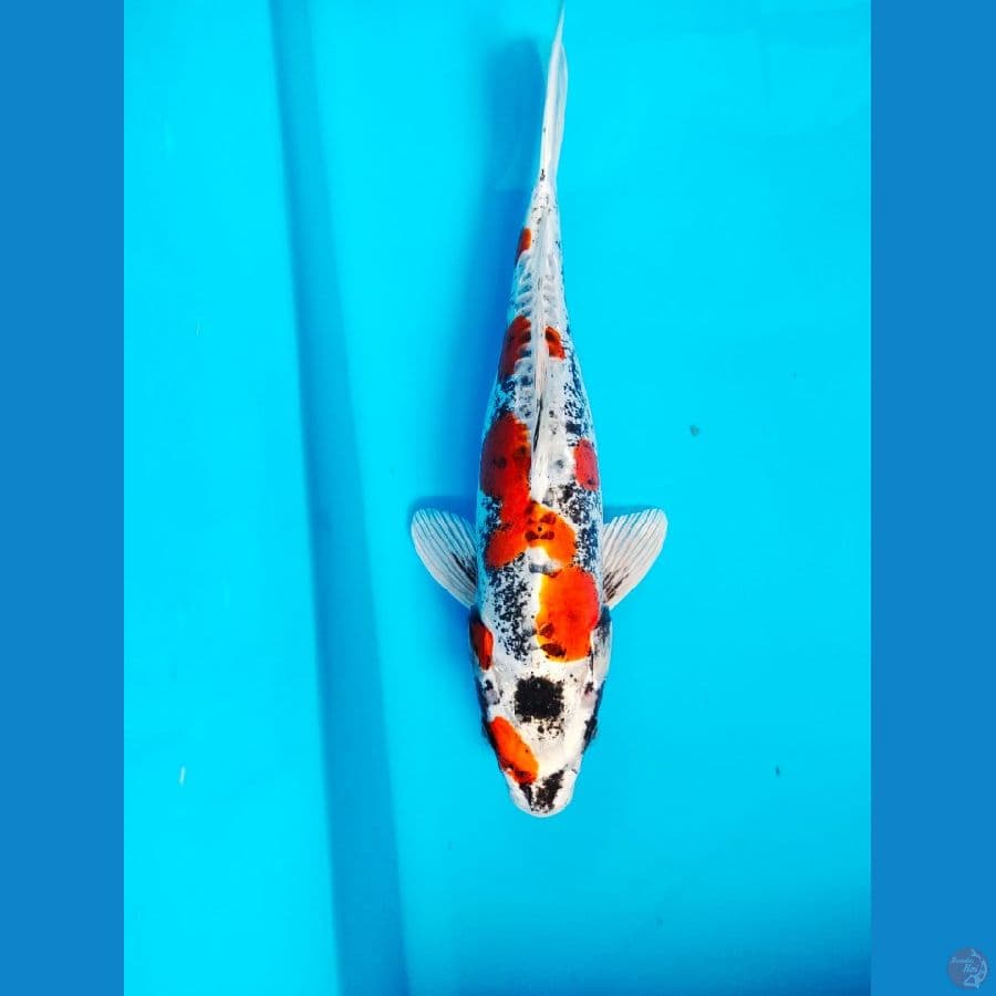 beni kiko 32cm