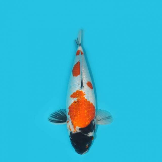 36 CM - KINDAI GINRIN