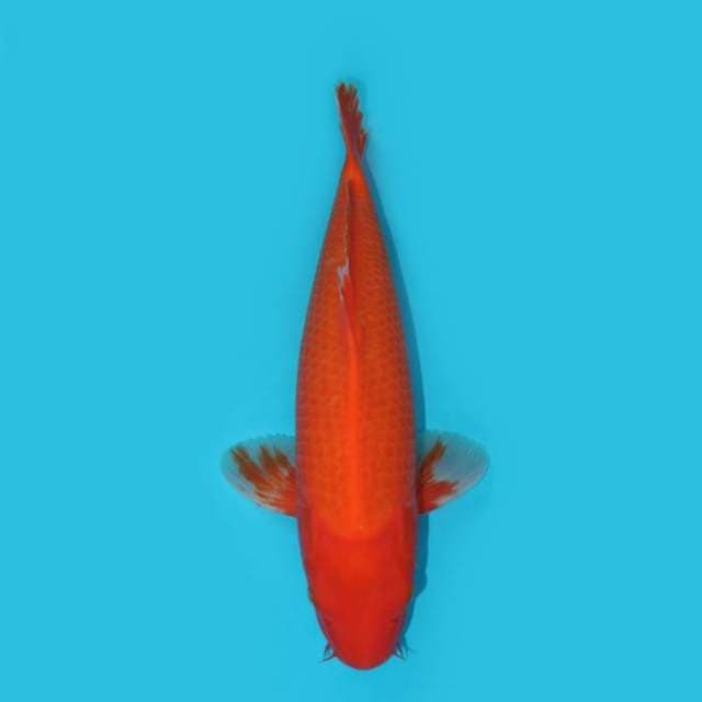 34 CM - AKA HAJIRO