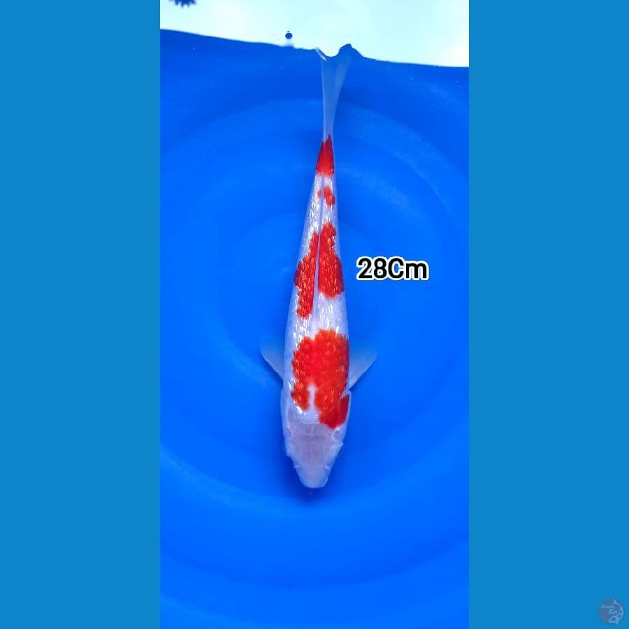 Kohaku Ginrin SQ 28Cm Male