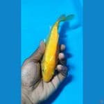 karashi ginrin MM SQ ready show 20cm