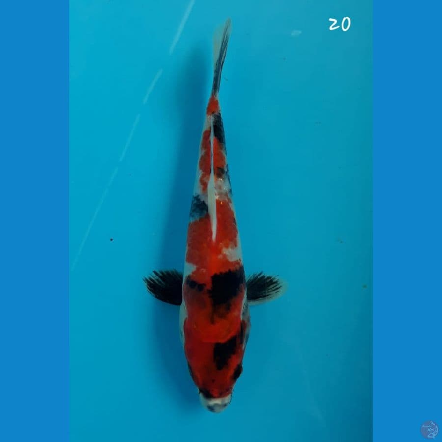 Showa 20cm