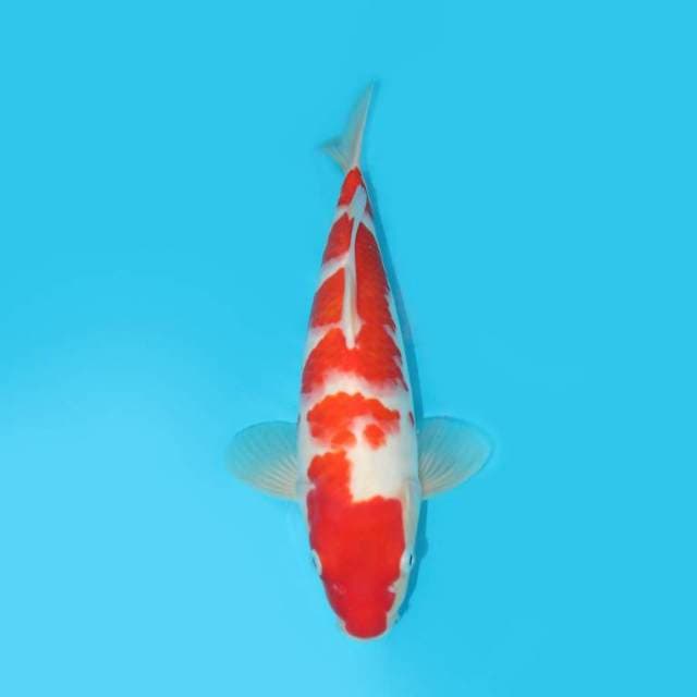 32 CM - CEPRIK