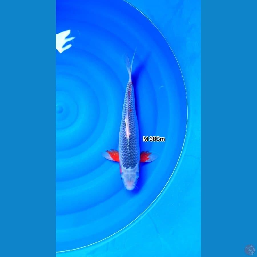 Male 38Cm