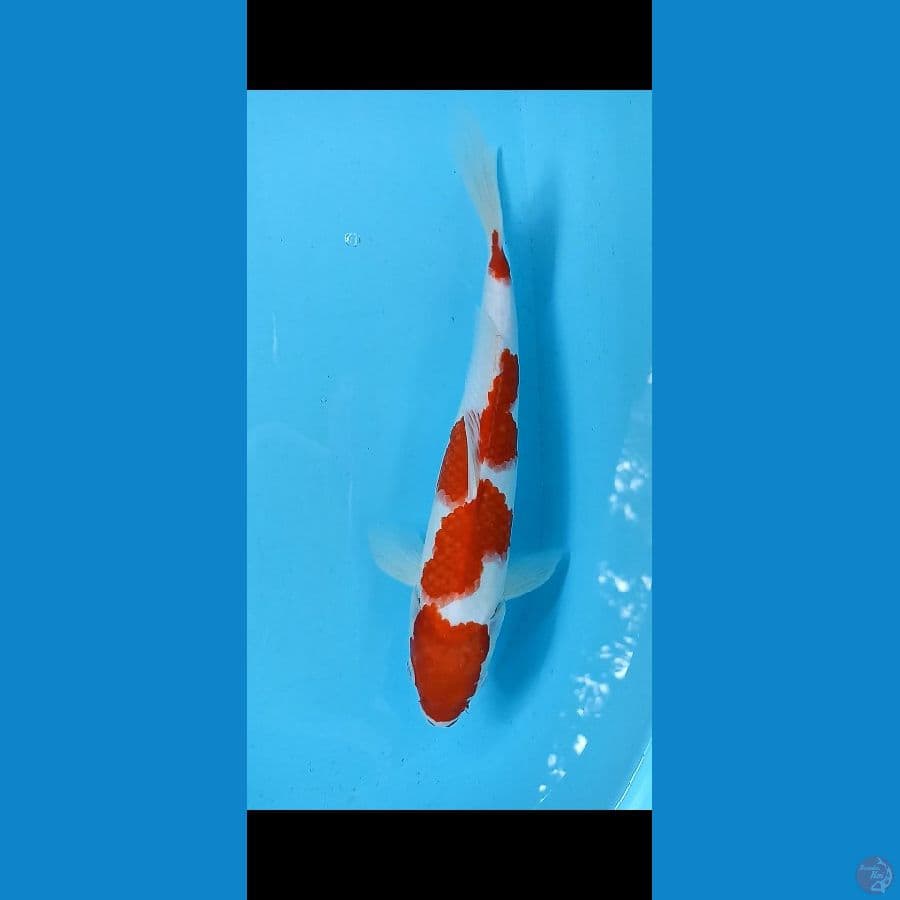 kohaku