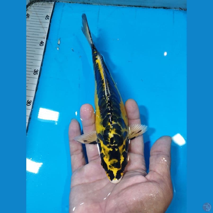 pisang antik 20 cm