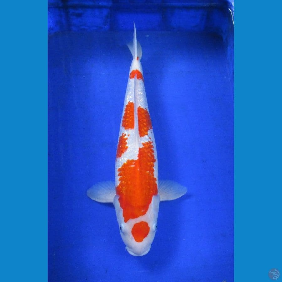 kohaku ginrin ±48cm jantan