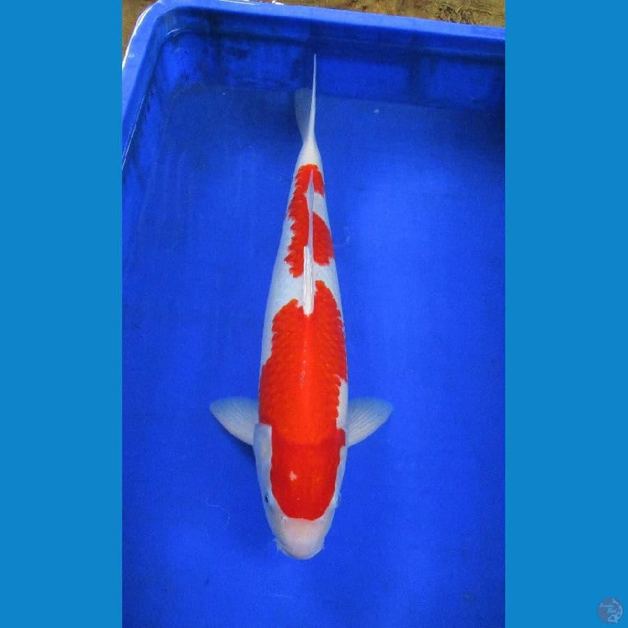 kohaku ±50cm jantan