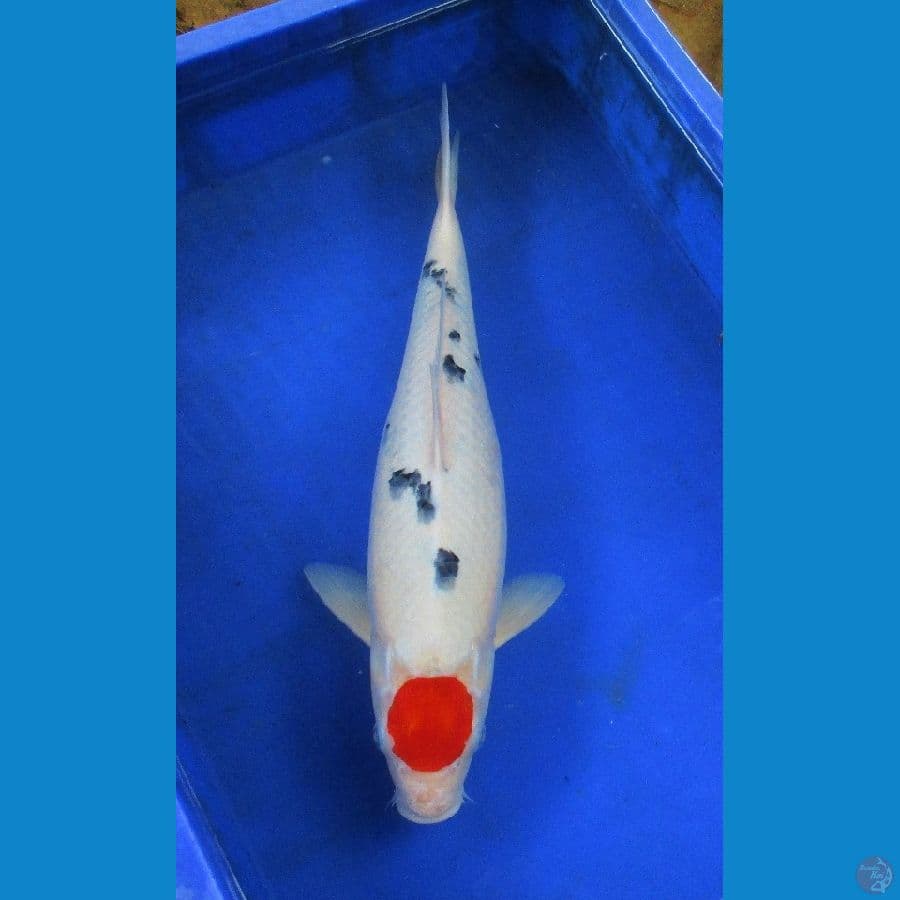 tancho  ±42cm
