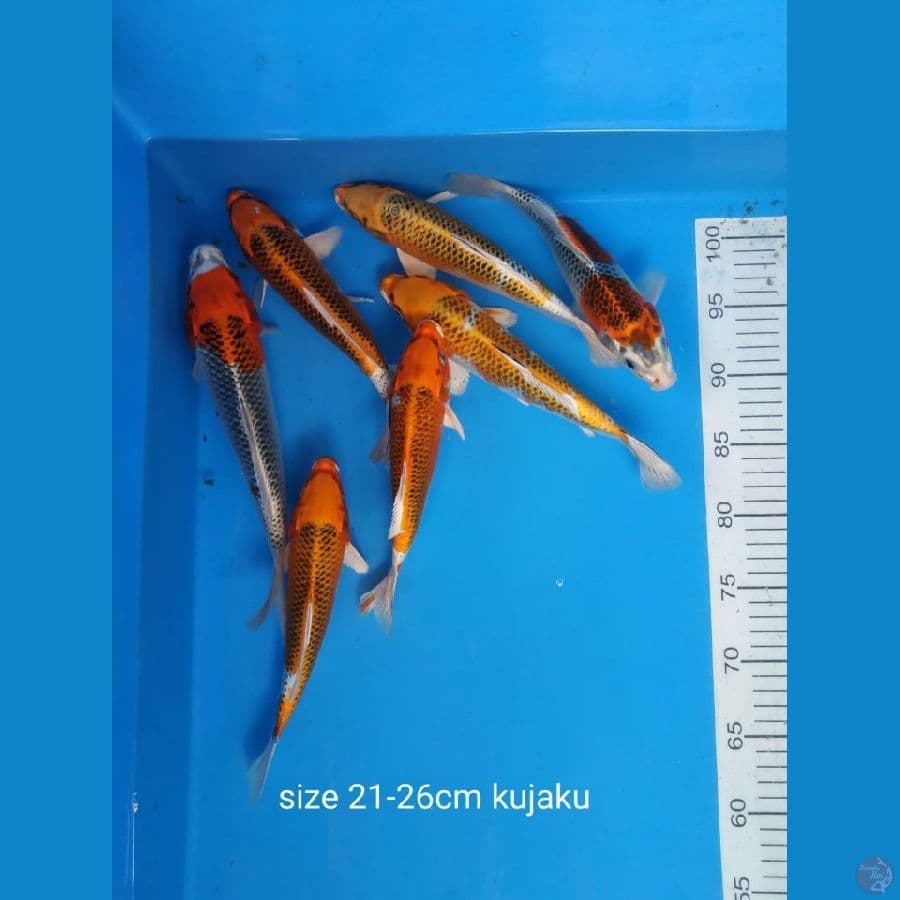 Paket Kujaku 21-26 
