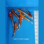 Paket Kujaku 21-26 