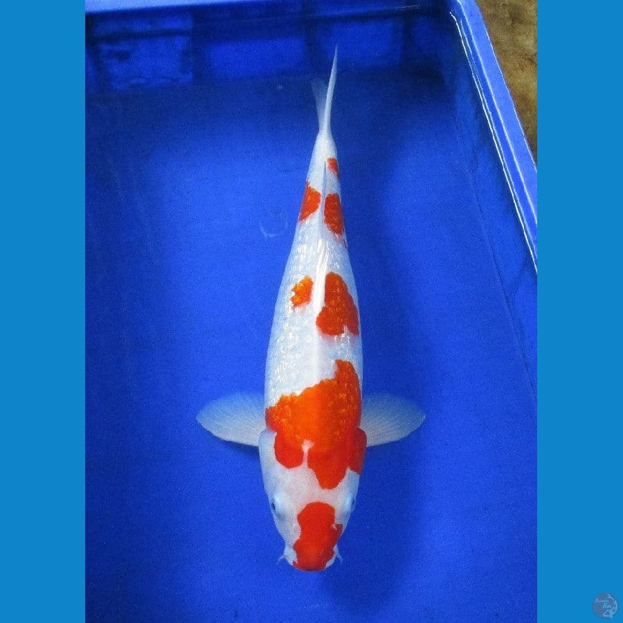 kohaku ginrin ±48cm