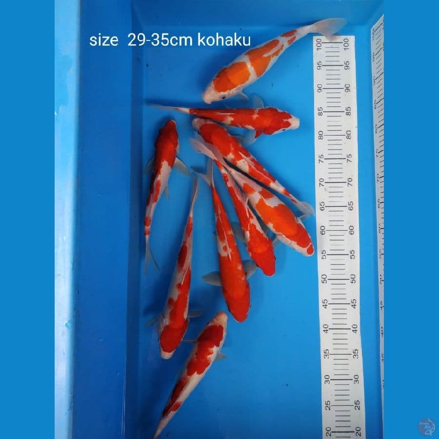 Kohaku paket 29-35 