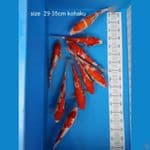 Kohaku paket 29-35 