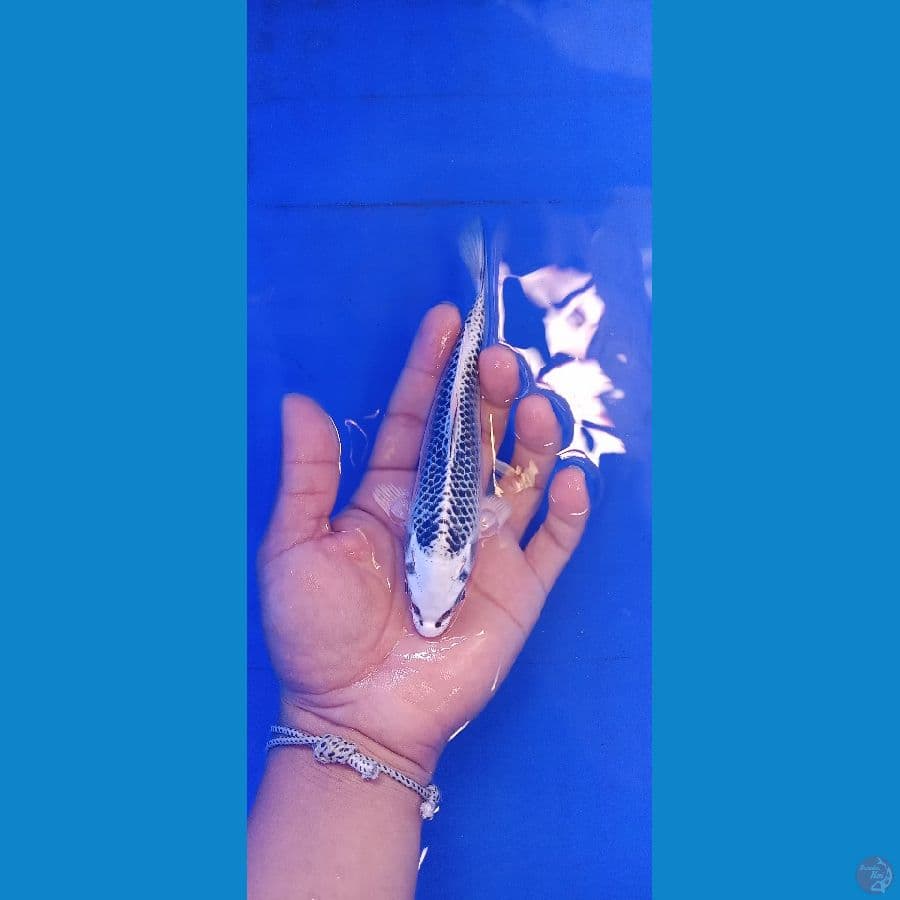 matsuba SQ 17cm