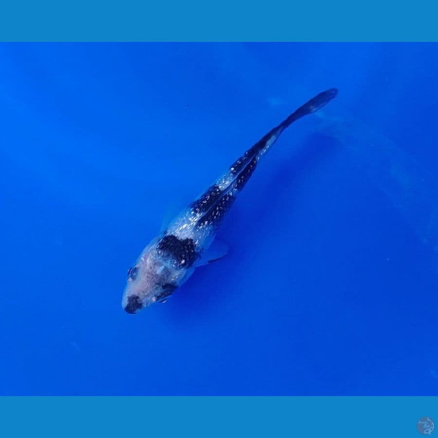 Koi Lokal Ginrin Shiro 12cm Super Quality