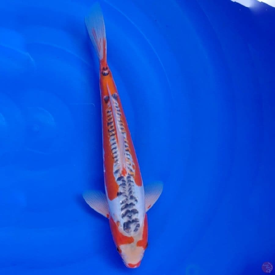 Koi Import Jepang Shusui (Sertifikat Yamaju) 40cm