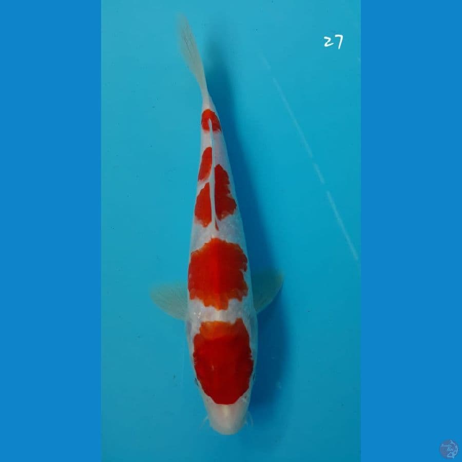 Kohaku 27cm