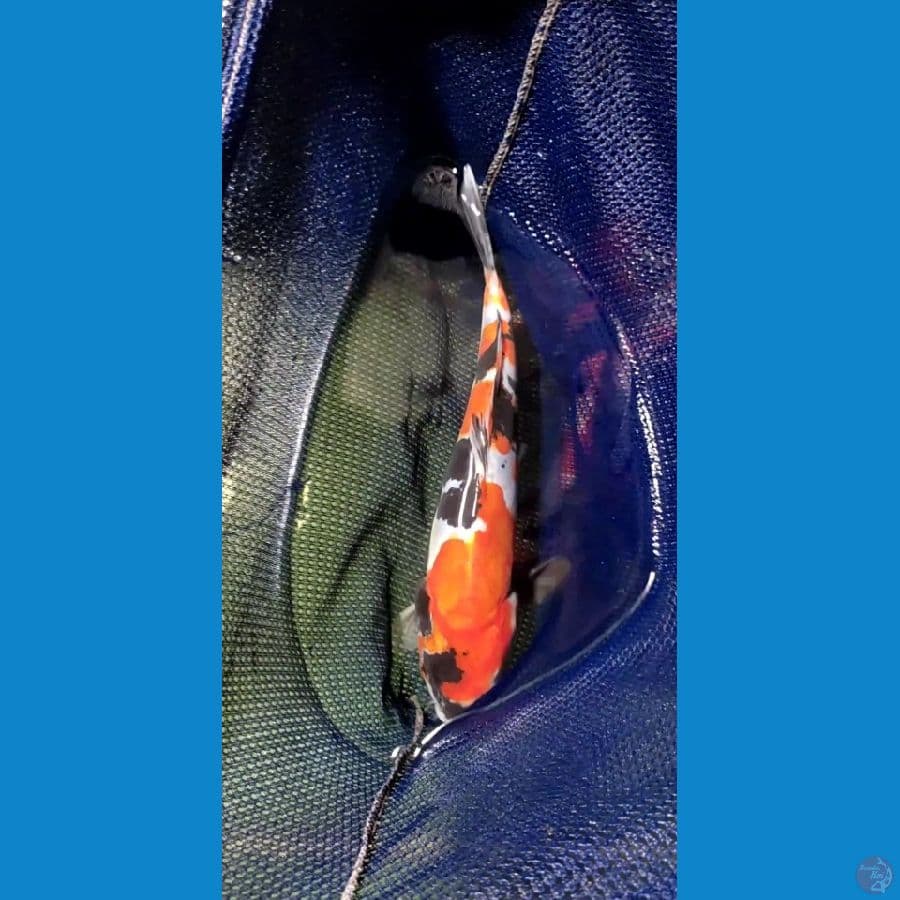 Doitsu Showa Jantan 27cm