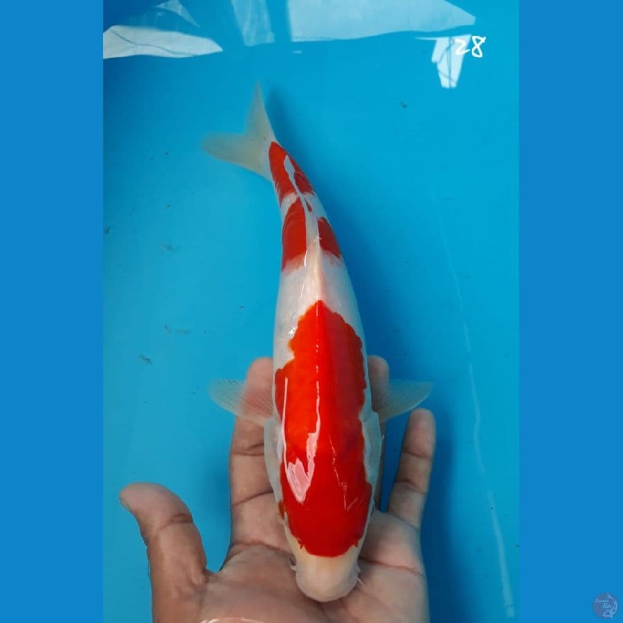 Kohaku 28cm
