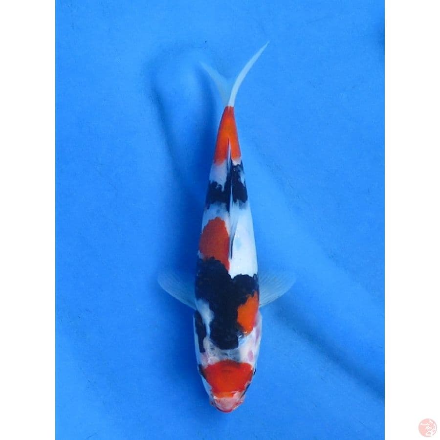 21cm , Baby Showa Warna Halus