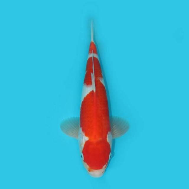KOHAKU 30 CM