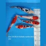 Paket mix 24-26cm