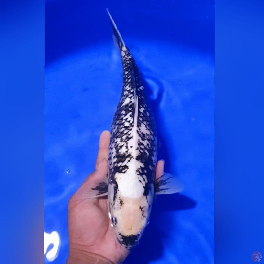 MATSUKAWABAKE 36CM